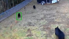 ویدئو | سگ کوچک خانگی سه خرس سیاه را فراری داد