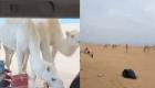 رعب وصراخ.. قطيع من الإبل يهاجم فتيات في صحراء السعودية (فيديو)