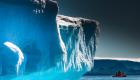 كريل القطب الجنوبي.. كيف نحافظ على النظام البيئي؟
