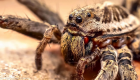جریمه ۳ میلیون دلاری ای‌بی به خاطر ارسال عنکبوت به خانه مشتری!