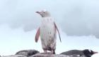 ببینید | این پنگوئن کمیاب در قطب جنوب مشاهده شد
