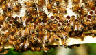 «ماده شیطانی» سه میلیون زنبور در کالیفرنیا را به کشتن داد