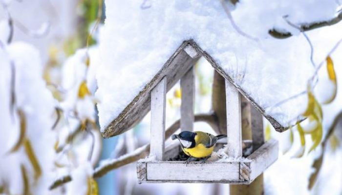Vous voulez nourrir les oiseaux en hiver ? On vous explique