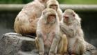 Çin'de tıbbi araştırma için al yanaklı maymun klonlandı