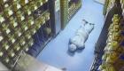 فرار موش آزمایشگاهی حامل ویروس‌های کشنده از آزمایشگاه چینی! (+ویدئو)