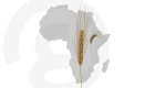Les principaux pays africains consommateurs de blé en 2022/2023 (Infographie)