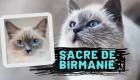 Vidéo..À la découverte du sacré de Birmanie un chat pas si Birman que ça…