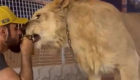 وحشت کاربران از دیدن ویدئوی غذا خوردن یک شیر با مربی‌‌اش