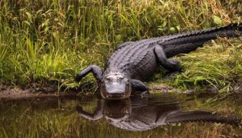 Jawlene, l’alligator sans mâchoire, débute une nouvelle vie en Floride