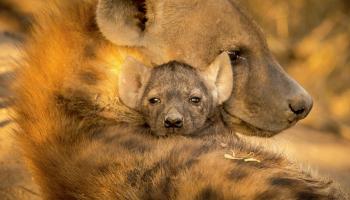 Naissance d'un rare petit d'Hyène brune au zoo de Moscou