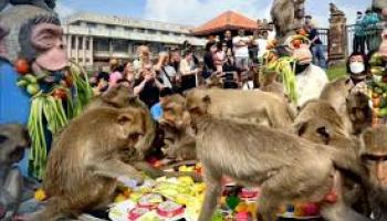 Des singes en cage pour un festival annuel à Lopburi, en Thaïlande