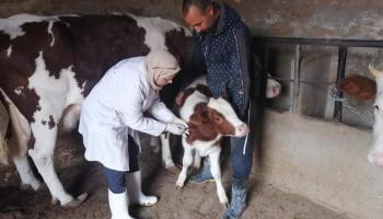 أبقار في إحدى المزارع التونسية - وكالات