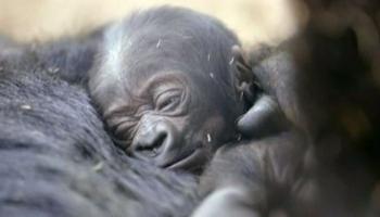  Naissance d'un bébé gorille : émerveillement au zoo de Londres