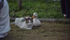 داستان عاشقانه این «گربه و اردک» دنیا را شگفت‌زده کرد! (+ویدئو)