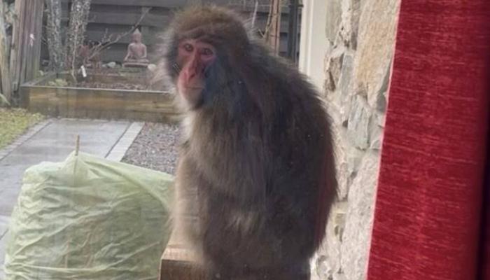 Vidéo Un singe évadé retrouvé dans un jardin en Écosse