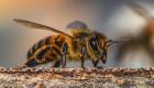 Küresel ısınma arıları da uyutmadı: kış uykusuna direnen arılar ve kapıdaki tehlike!