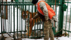 گزارش تصویری | نجات جان حیوانات وحشی آسیب‌دیده در جنگ اوکراین