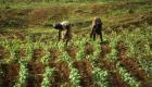 Le Cameroun vise le sommet de l'agriculture en Afrique
