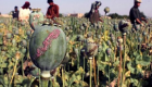 دوشنبه: قاچاق مواد مخدر از افغانستان به تاجیکستان به اندازه دو سال قبل است
