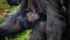 ببینید | این شامپانزه تازه متولد شده «نادرترین شامپانزه جهان» است!