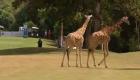 ببینید| ورود دو زرافه بازیگوش به مسابقه گلف در کنیا!