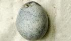 کشف تخم‌مرغ دست نخورده‌ای در انگلیس که عمرش به درازای روم باستان است!