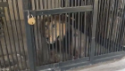 تراژدی در هند: شیرها مردی را که می‌خواست «سلفی» بگیرد تکه‌تکه کردند