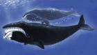 «الحوت مقوس الرأس» أكبر الثدييات عمرا.. ضحية جديدة لدوامة المناخ