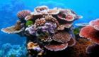 ابيضاض المرجان.. ما علاقته بتغير المناخ؟