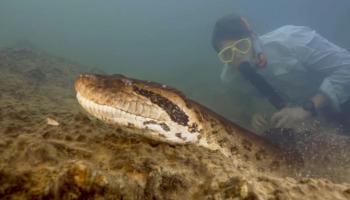 20 Metrelik anakonda ile yüzdü... Dev yılan yeni keşfedilen bir tür...