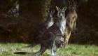 Avustralya'da kanguru istilası... Golf sahaları kangurularla doldu