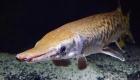 این ماهی باستانی به درمان سرطان در انسان‌ها کمک می‌کند؟