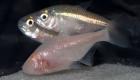 «أسماك الكهف» تقدم رؤية جديدة لمرض الكبد الدهني