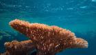 كيف تحمي الشعاب المرجانية نفسها من تغير المناخ؟.. حقائق مثيرة!  