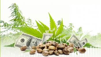 صوبة لزراعة القنب