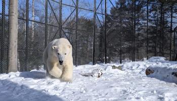 Vidéo. Sibérie: Les premiers pas d'un ourson polaire 