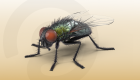 Risque accru pour la France : l’alerte de l’Anses sur la mouche orientale des fruits