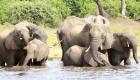 Afrika ülkesi Botsvana'dan Almanya'ya Filli tehdit 