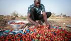 الفراولة.. «ذهب أحمر» للمزارعين في بوركينا فاسو