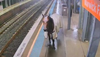 حصان هارب داخل محطة قطارات سيدني