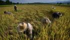 Les dix principaux importateurs de riz thaïlandais en Afrique en 2023