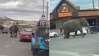 فيل ضخم يتجول بين المارة والسيارات.. مشهد مخيف (فيديو)