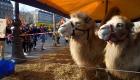 Un défilé de chameaux à Paris suscite la colère d'une association de défense des animaux