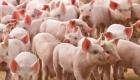 Tarım Bakanlığı Domuz Eti  Satılmasına İzin Verdiği İddiası
