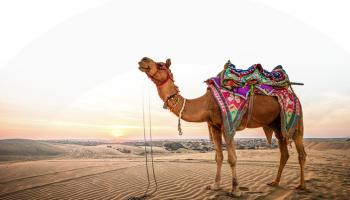 إقبال أكبر من الرعاة على الإبل 