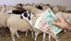 Aid el Adha: des prix des moutons en baisse encouragent les acheteurs en Algérie