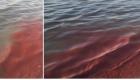 تكاثر بيولوجي.. سر تحول مياه البحر الأحمر إلى اللون الوردي في الربيع