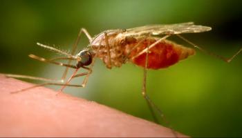 الحشرة الناقلة لمرض الملاريا