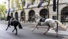 En images - Des chevaux en fuite sèment la panique dans les rues à Londres 