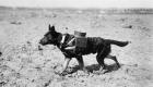 حيوانات في الحرب العالمية الأولى.. «محاربون» بأجنحة وذوات أربع